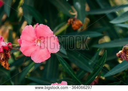 Kusadas , Turkey. Pink Flowers Of Poisonous Shrub Oleander On Background Of Green Leaves.