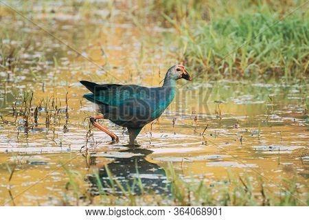 Goa, India. Grey-headed Swamphen Bird In Morning Looking For Food In Swamp. Porphyrio Poliocephalus.