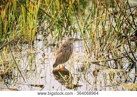 Goa, India. Indian Pond Heron In Morning Looking For Food In Swamp. Indian Pond-heron.