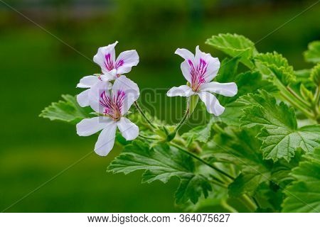 Pink Pelargonium Blooming In The Garden