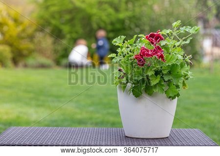 Red Pelargonium In White Flower Pot In The Garden