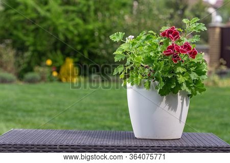 Red Pelargonium On The Table In The Garden