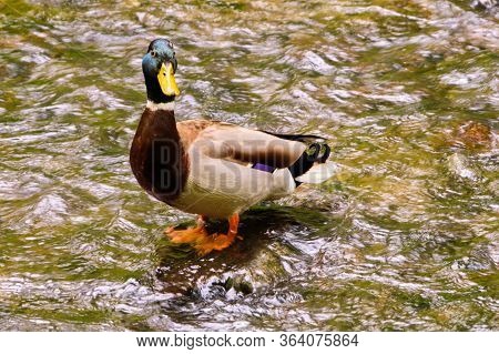 Wild Duck On Rock In Brook Mnichovka In Spring