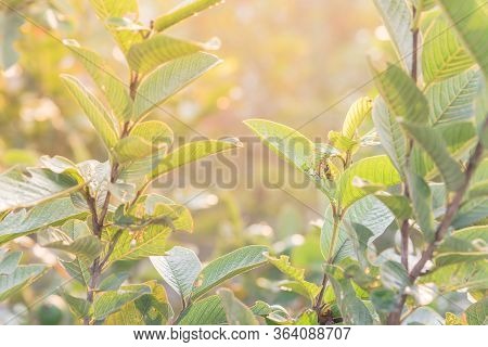 Guava Or Psidium Guajava Leaves On Tree Branches With Nice Bokeh And Warm Light Background