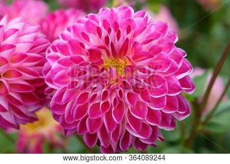 Blume Blühen Blüte Dahlia Rosa Pink Pflanze Fauna Garten