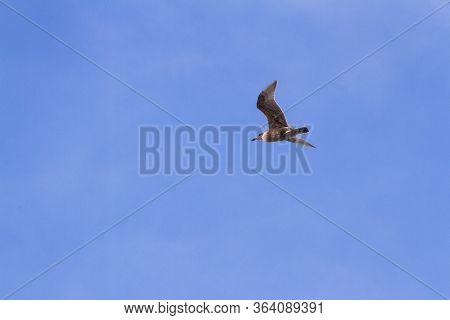 Perfect Lighting On A Young Sea Gull As It Soars Thru The Blu Cloudless Sky