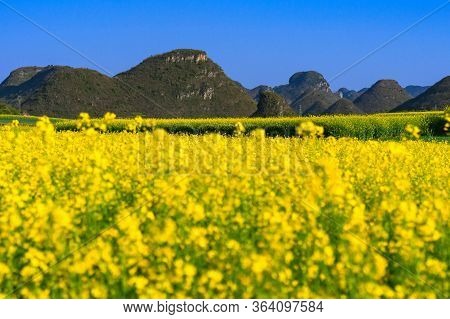 Yellow Rapeseed Flowers Field With Blue Sky At Luoping County, China
