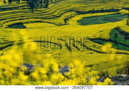 Rapeseed Flowers At Snail Farm Luositian Field In Luoping County, China