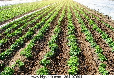 Landscape Of Plantation Field Of Young Potato Bushes After Watering. Farming And Agrocultural Indust