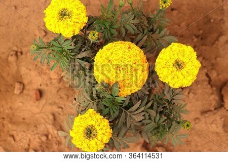 Marigold Flower (gada Flower) Top View In The Garden, Gold Marigold Fascinate Our Mind.