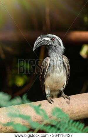 Black Nasutus Tockus Sitting On A Branch, Tropical Bird Closeup In Natural Conditions.