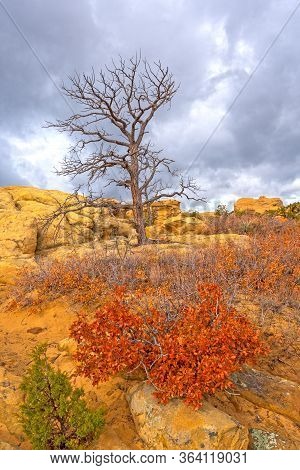 Dramatic Tree Against A Cloudy Sky In The Sandstone Bluffs Of El Malpais National Monument In New Me