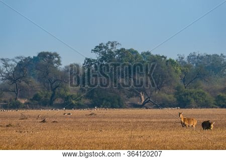 Nilgai Or Blue Bull Or Boselaphus Tragocamelus Largest Asian Antelope In Landscape Scenery Backgroun