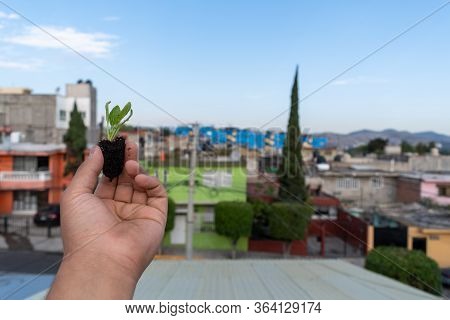 Hand Holding A Growing Spinach Plant