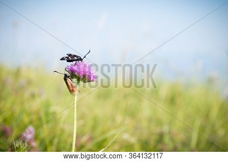 Scarlet Tiger Moth On Clover Flower Close Up. Nature Background