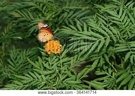 The Beautiful Butterfly On Flower In Garden At Thailand