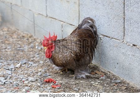 The Japan Male Bantam Eatting Watermalon In Farm Garden At Thailand
