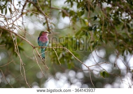Lilac-breasted roller, coracias caudata, perched in a tree in the Masai Mara, Kenya