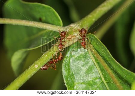 Close Up Group Red Ant On Green Laef In Nature At Thailand