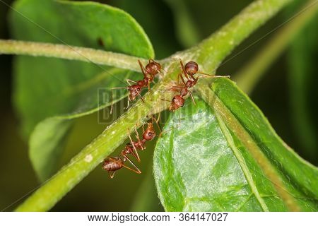 Close Up Group Red Ant On Green Laef In Nature At Thailand