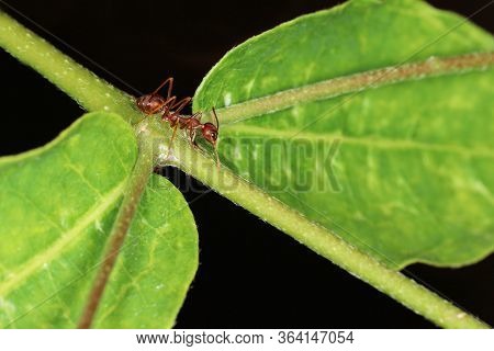 Close Up Red Ant On Green Laef In Nature At Thailand