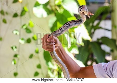 Close Up Rat Snake On Hand Asia Man
