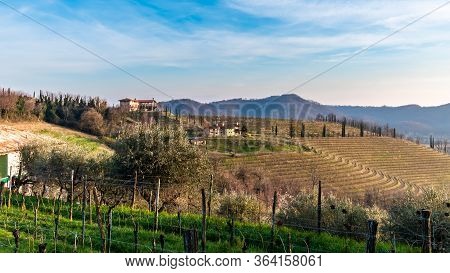 Spring Sunset In The Vineyards Of Collio Friulano