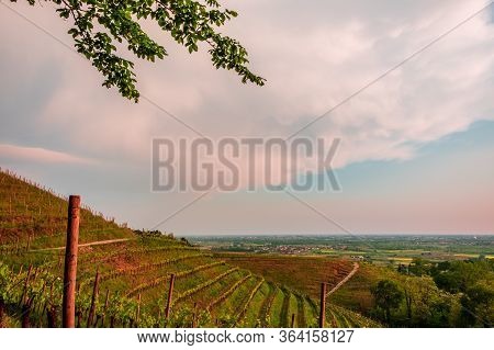 Evening Storm In The Vineyards