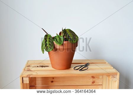 Green House Plant Marantha In Terracotta Pot, Soil And Wooden Box Over White