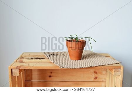 Green House Plant Rhipsalis In Terracotta Pot, Kraft Paper, Soil And Wooden Box Over White