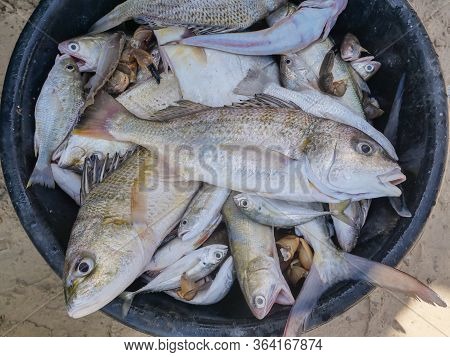 Many Fishes Were Caught By Small Fisherfolk In Thailand