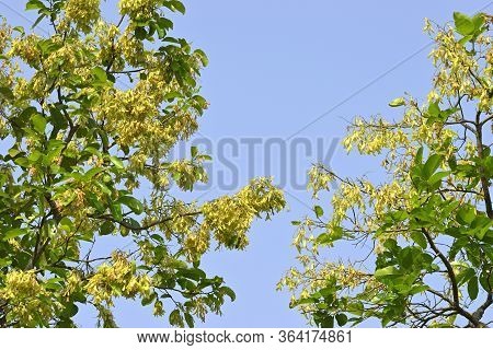 Spring Time Sal Tree And Flower In India