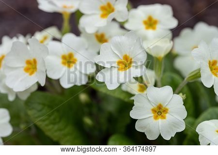 Perennial Primrose Or Primula In The Spring Garden. Spring Primroses Flowers, Primula Polyanthus, Wh