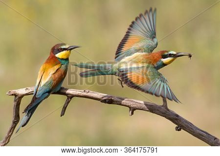 One Bee-eater Sits On A Branch, The Second Hunts For Prey. Beautiful Colorful Bird In Flight