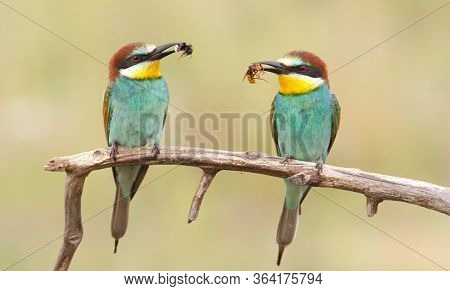 Bee-eater Perched On A Branch With Prey. Birds With Prey In Their Beaks Are Sitting On A Branch In T