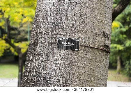 Tree Trunks Of Moringa Drouhardii Bottle Tree In The Tropical Nature In Perdana Botanical Garden, Ma