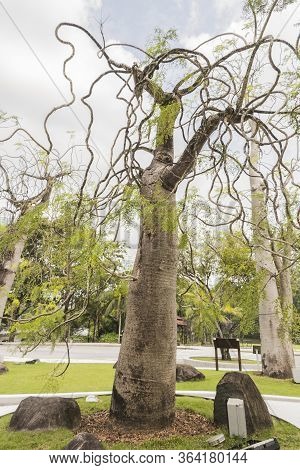 Moringa Drouhardii Bottle Tree In The Tropical Nature In Perdana Botanical Garden, Malaysia.