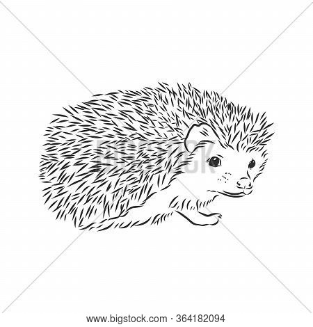 Hedgehog Sketch Drawing Isolated On White Background, Hedgehog, Vector Sketch Illustration
