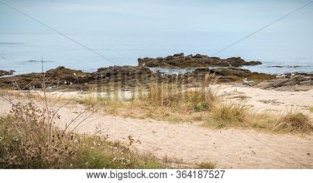View On A Beach Of The Wild Coast Of The Island Of Yeu With Its Fine Sand And Its Rocks