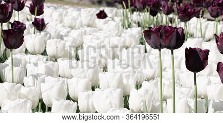 White. Tulips. Flower. Nature. Garden. Flora