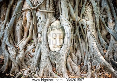 Buddha Head In Tree Roots In Ruins Of Wat Mahathat Temple. Ayutthaya, Thailand
