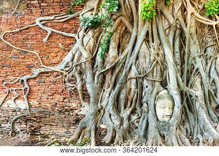 Buddha Head In Tree Roots At Brick Wall In Ruins Of Wat Mahathat Temple. Ayutthaya, Old Historical A