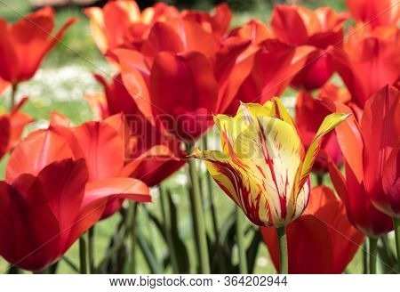 Red Tulips. Flower. Garden. Nature. Flora