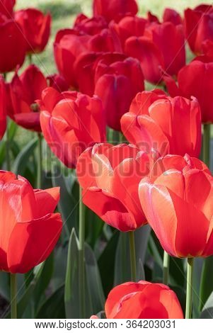 Red. Flower. Tulips. Nature. Garden. Flora