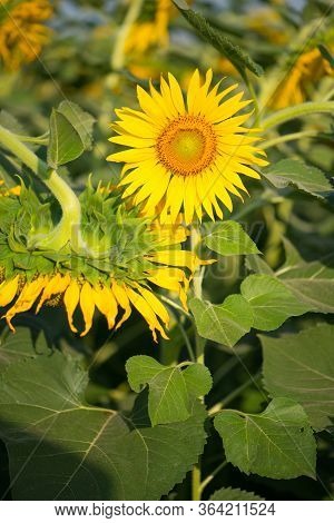 Sere And Blooming Sunflower On Natural Background