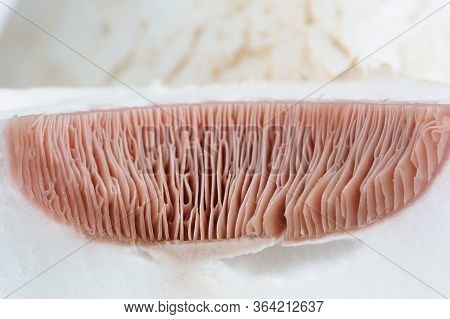Macro Of White Mushroom Cap Cut In Half Showing Gills (lamella)