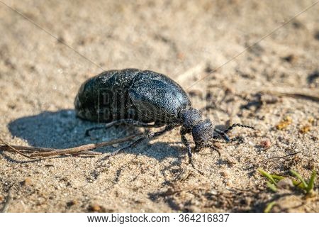 Macro Pic Of A Black Oil Beetle (meloe Proscarabaeus) On Sandy Soil