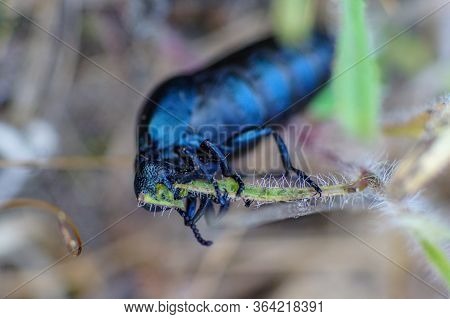 Macro Pic Of A Black Oil Beetle (meloe Proscarabaeus)  Chewing On A Blade Of Grass