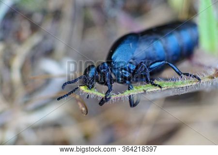 Macro Pic Of A Black Oil Beetle (meloe Proscarabaeus)  Chewing On A Blade Of Grass