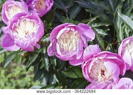 Blossoming Decorative Bush Pink Peony. Stalks, Leaves, Stems, Inflorescences Long-maryina Root Durin